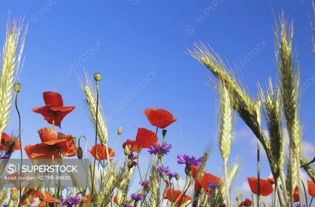 field poppies between corn