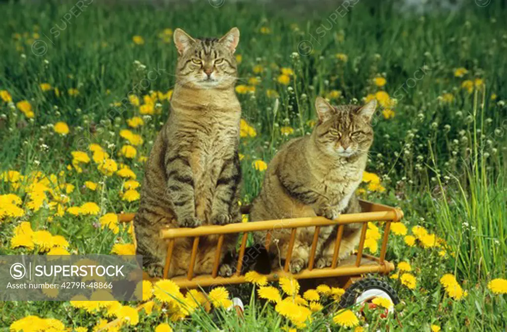 two domestic cats in hay wagon