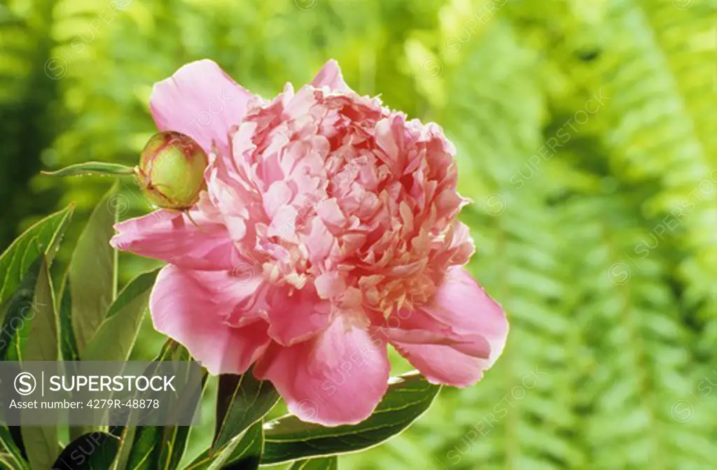 Common Peony with bud , Paeonia officinalis