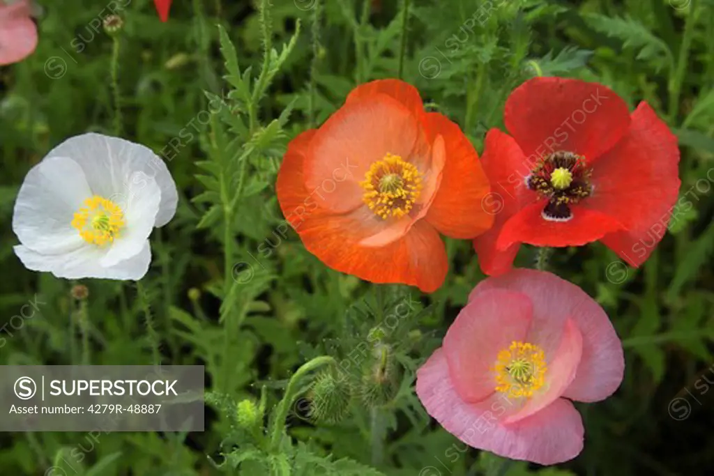 meadow with poppies , Papaver rhoeas
