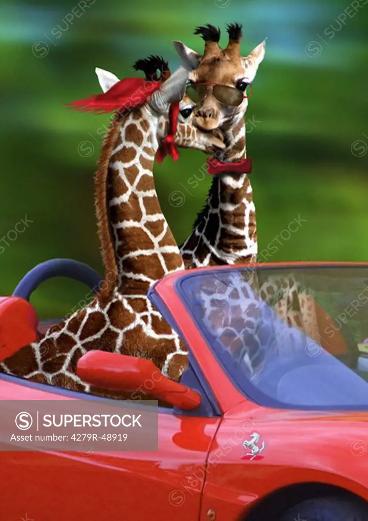 two giraffes in a convertible