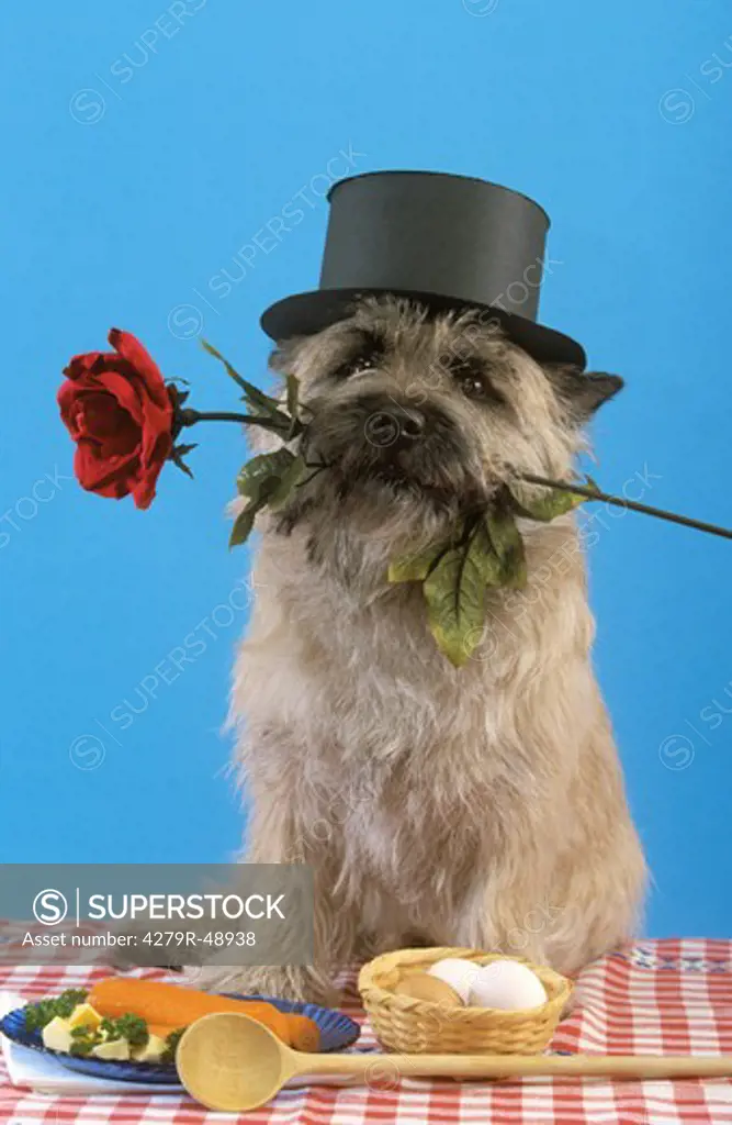 Cairn Terrier with top hat and rose in muzzle