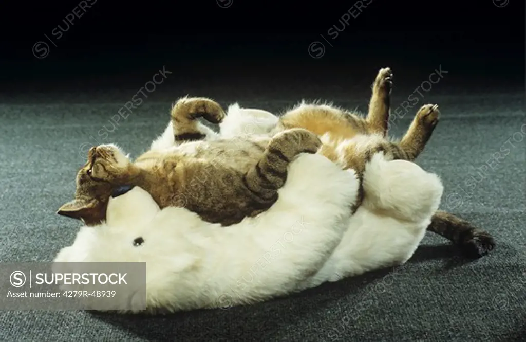 tabby domestic cat - lying on soft toy