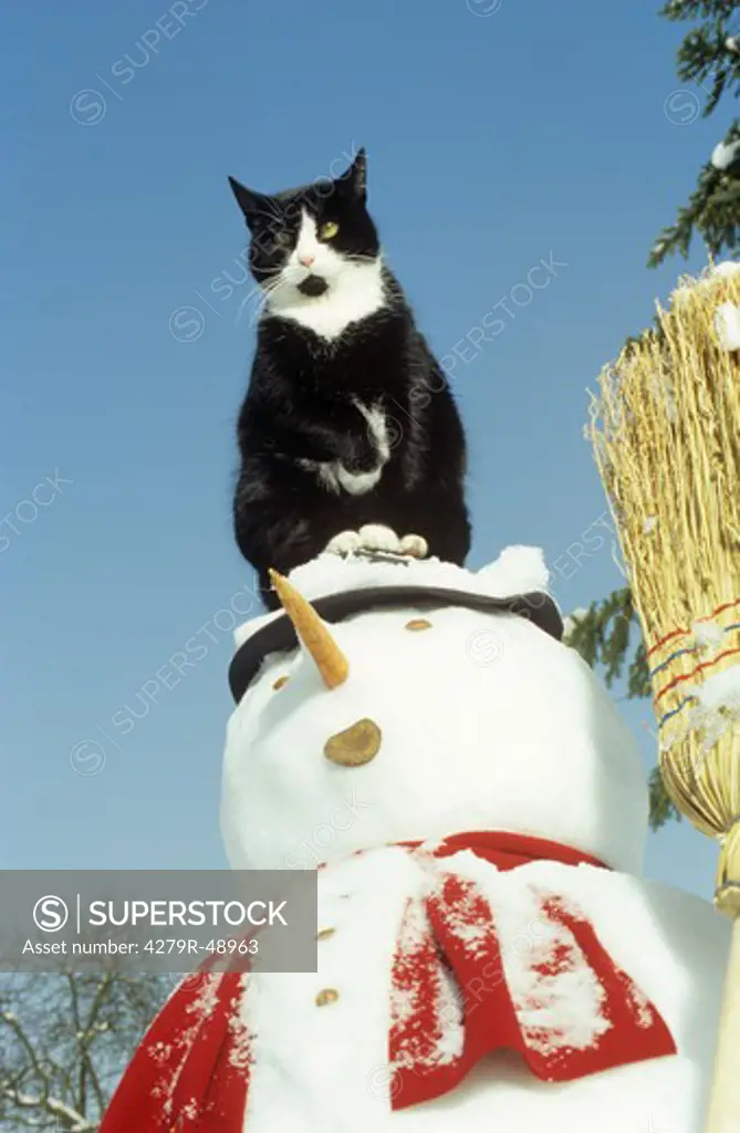 domestic cat - sitting on snowman