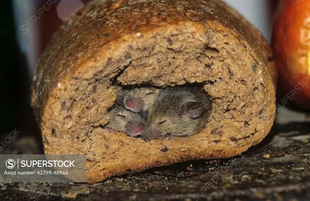 three young mice - sleeping in loaf of bread