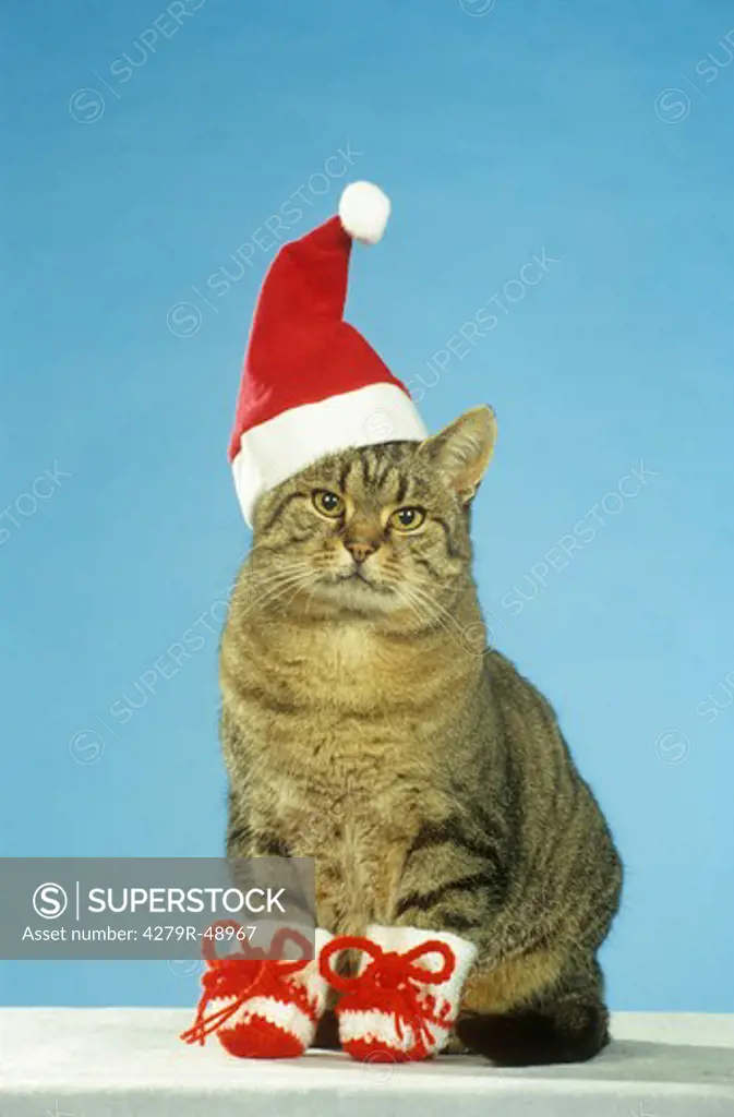 tabby domestic cat with Santa Claus Cap and shoes