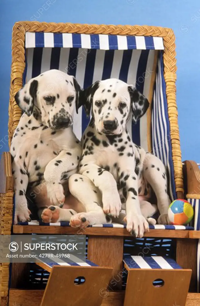 Dalmatian dog - two puppies in beach chair