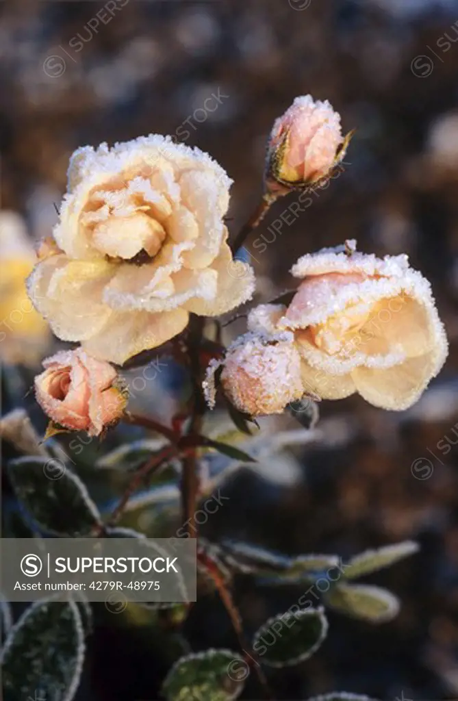 white rose with rime , Rosa