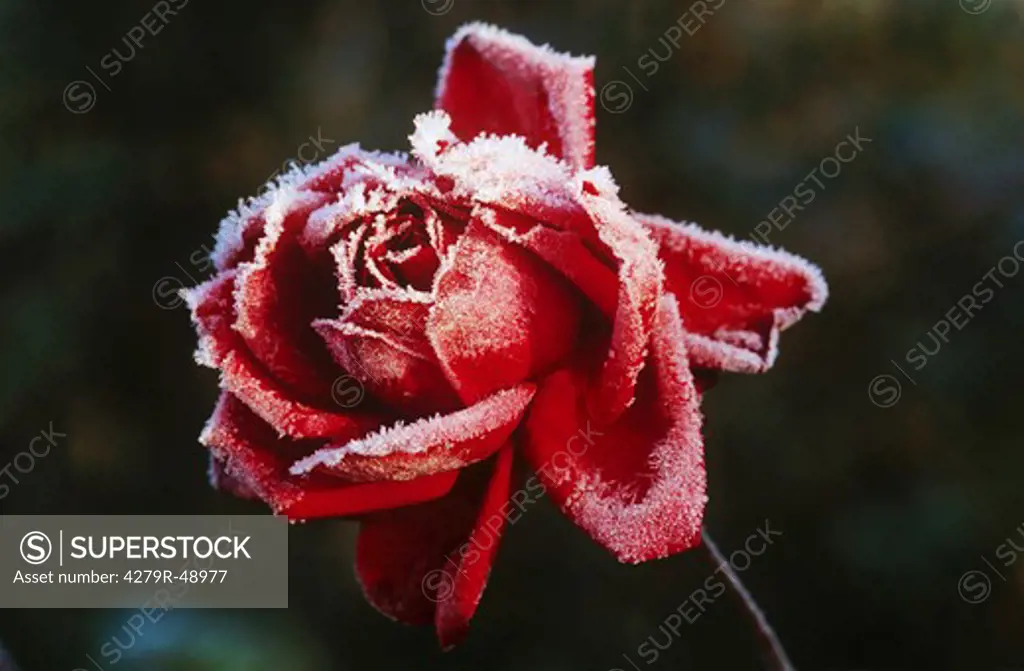 red rose with rime , Rosa