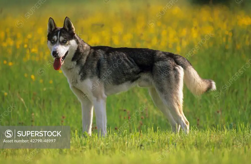 Siberian Husky - standing on meadow