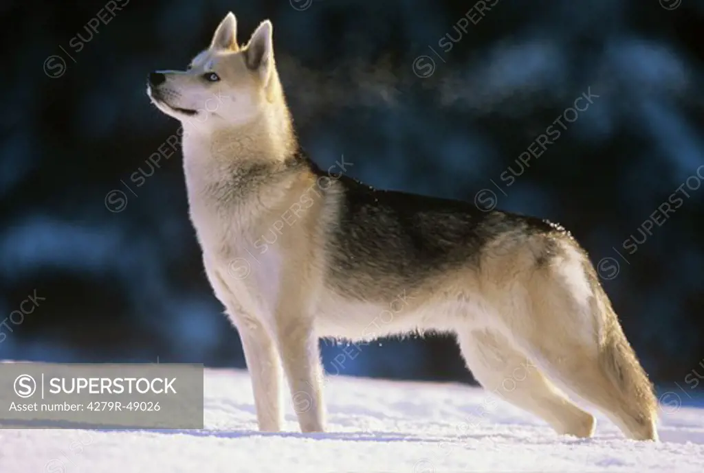 Siberian Husky - standing in snow