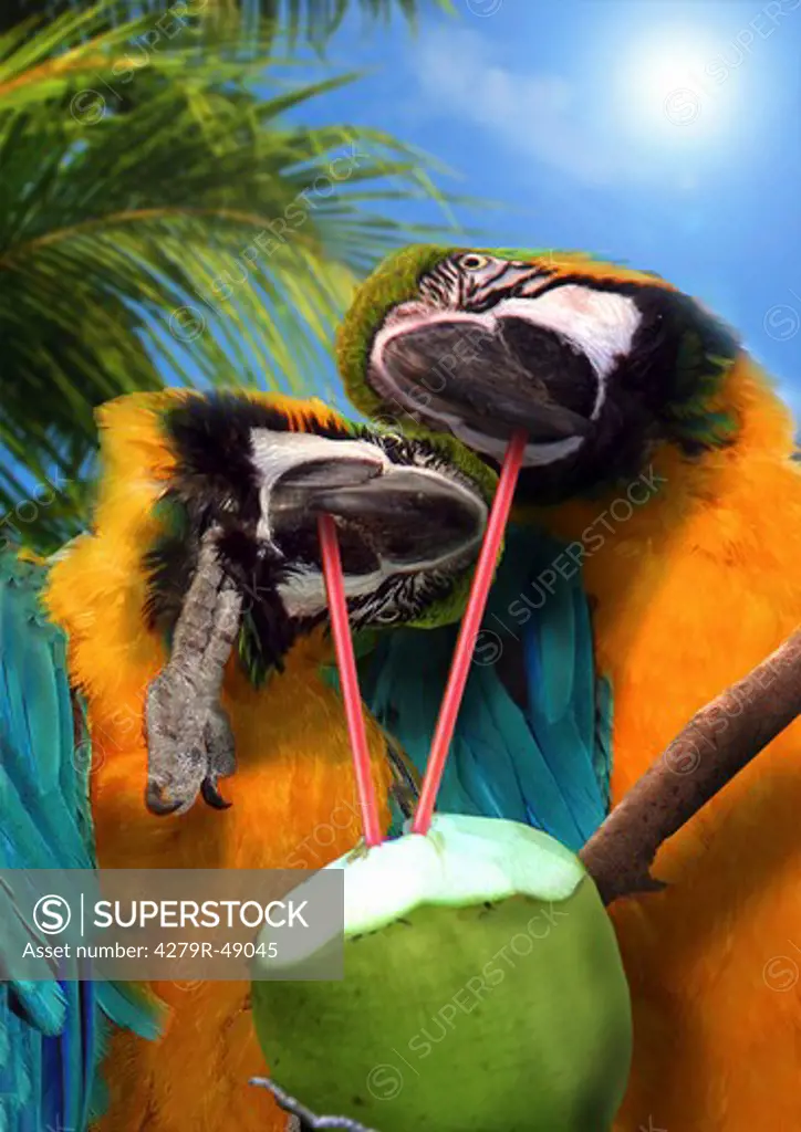 two macaws - trinking with straw