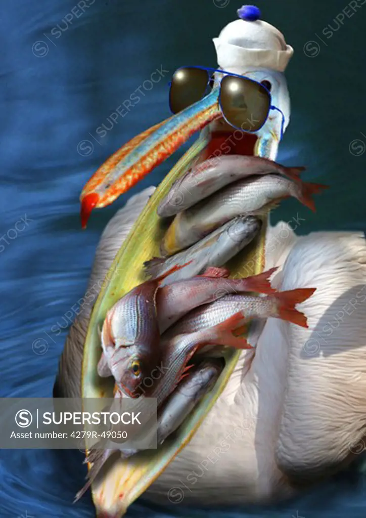 pelican with fishes in beak