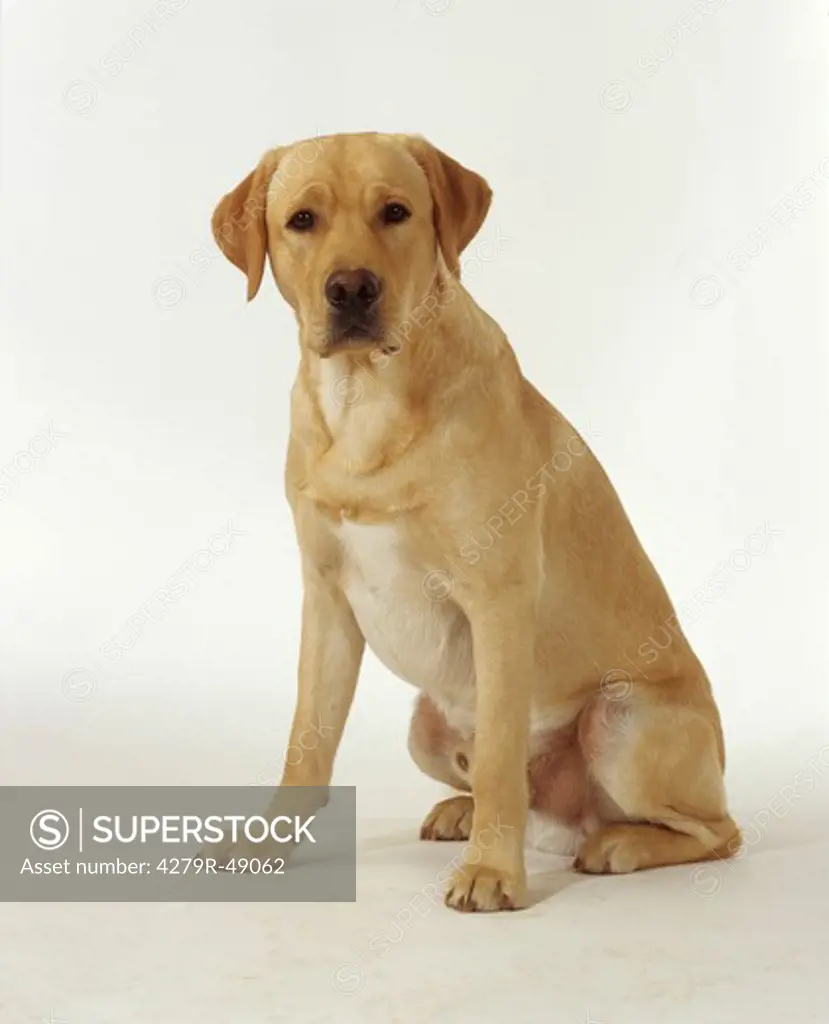 Labrador Retriever - sitting - cut out