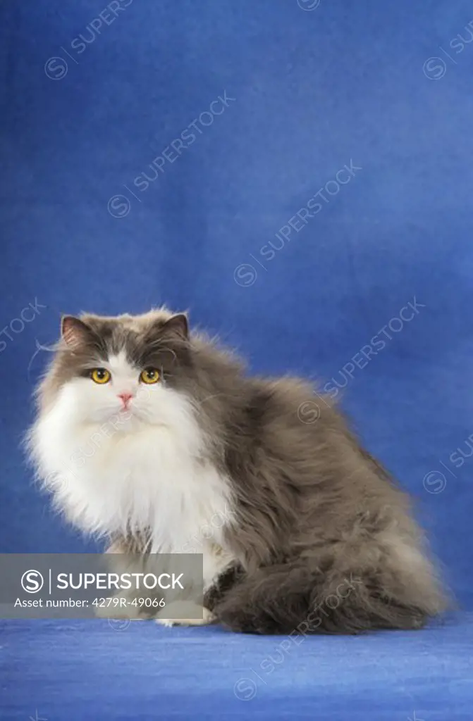 Persian cat - sitting - cut out