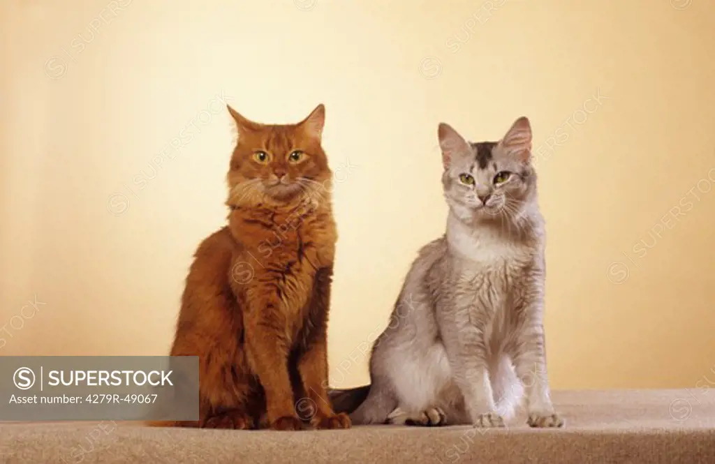 two Somalian cats - sitting - cut out