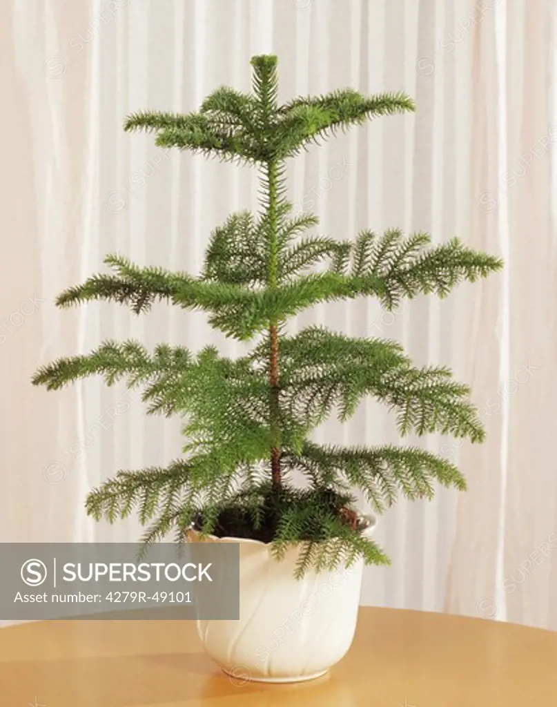 Norfolk pine , Araucaria heterophylla