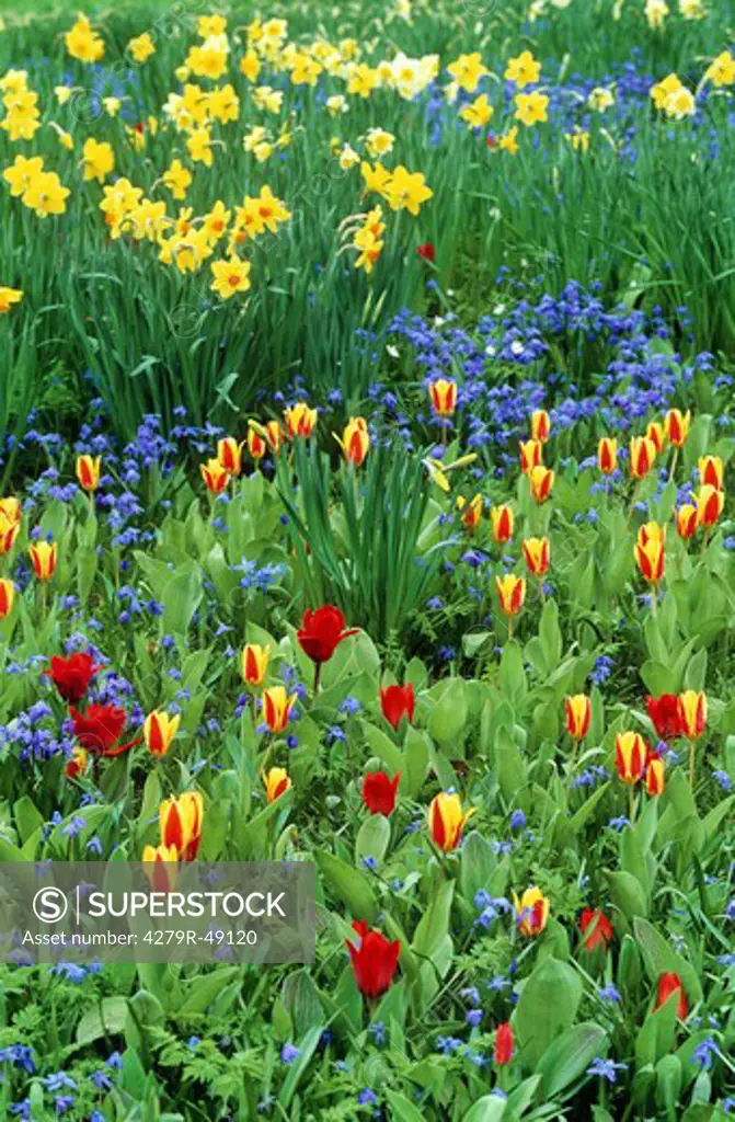 bed with tulips and , Narcissus pseudonarcissus - Tulipa