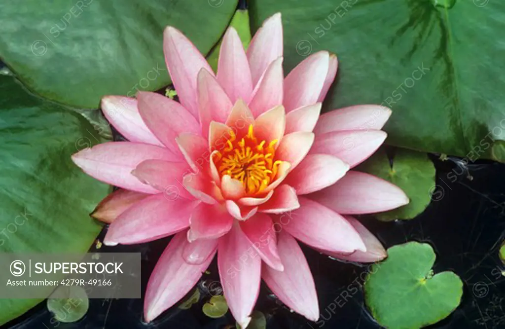 water lily , Nymphaea
