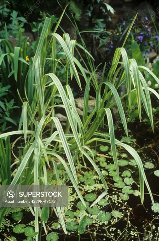 Variegated manna grass , Glyceria maxima ""Variegata""