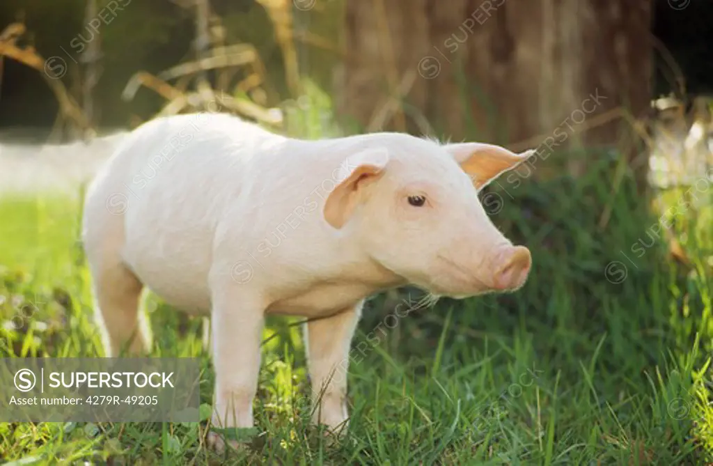 piglet - standing on meadow