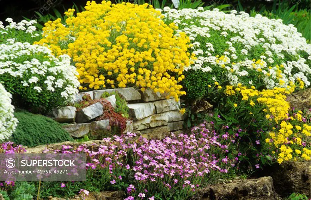 rockery with different flowers