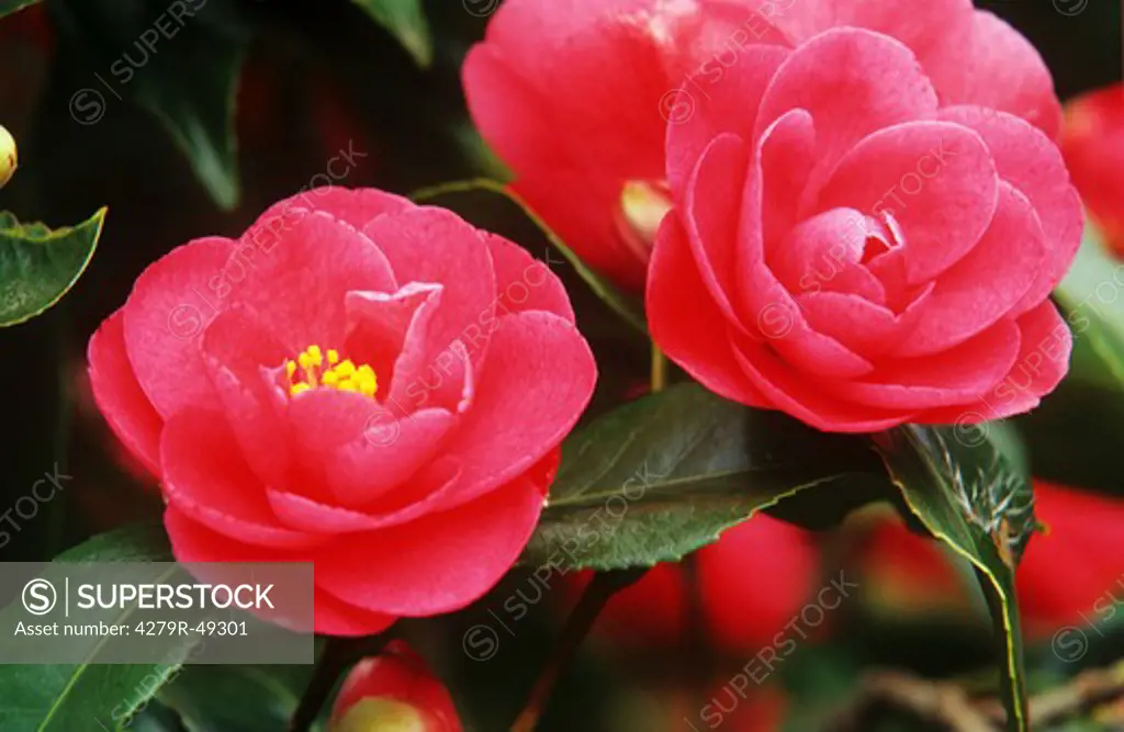 Japanese Camellia , Camellia japonica
