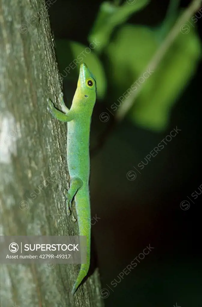 day gecko , Phesluma