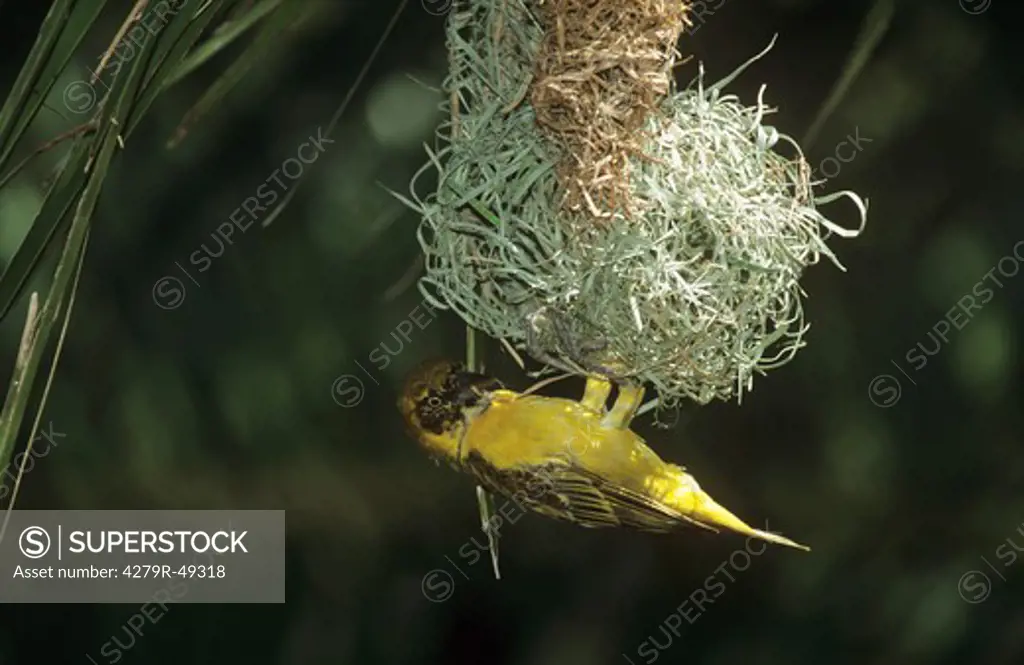 masked weaver at nest , Ploceus velatus