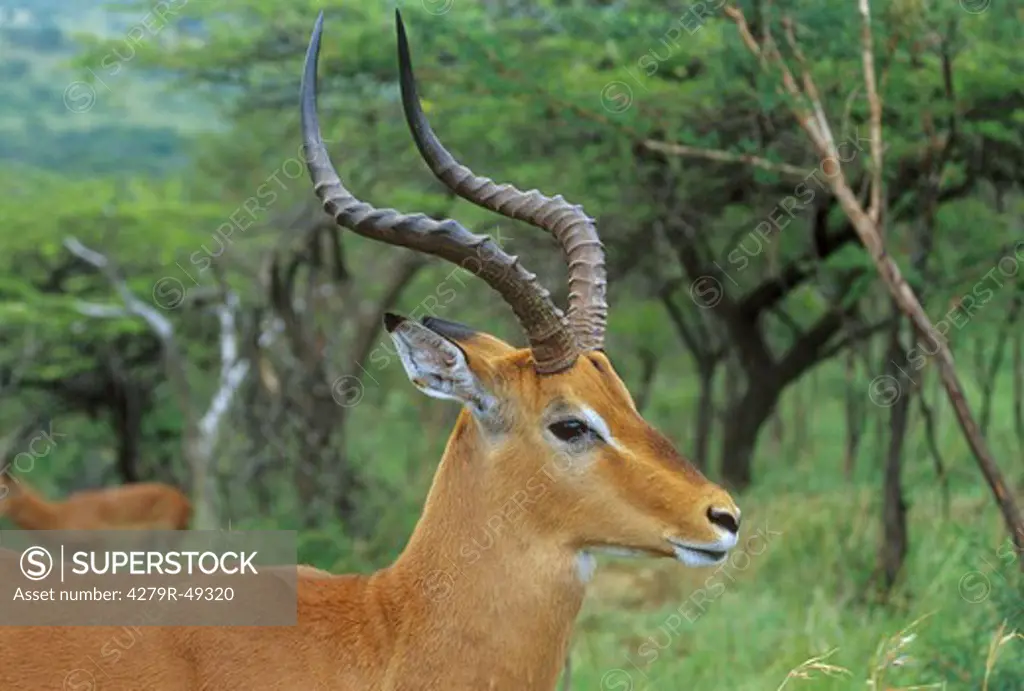 impala - portrait , Aepyceros melampus
