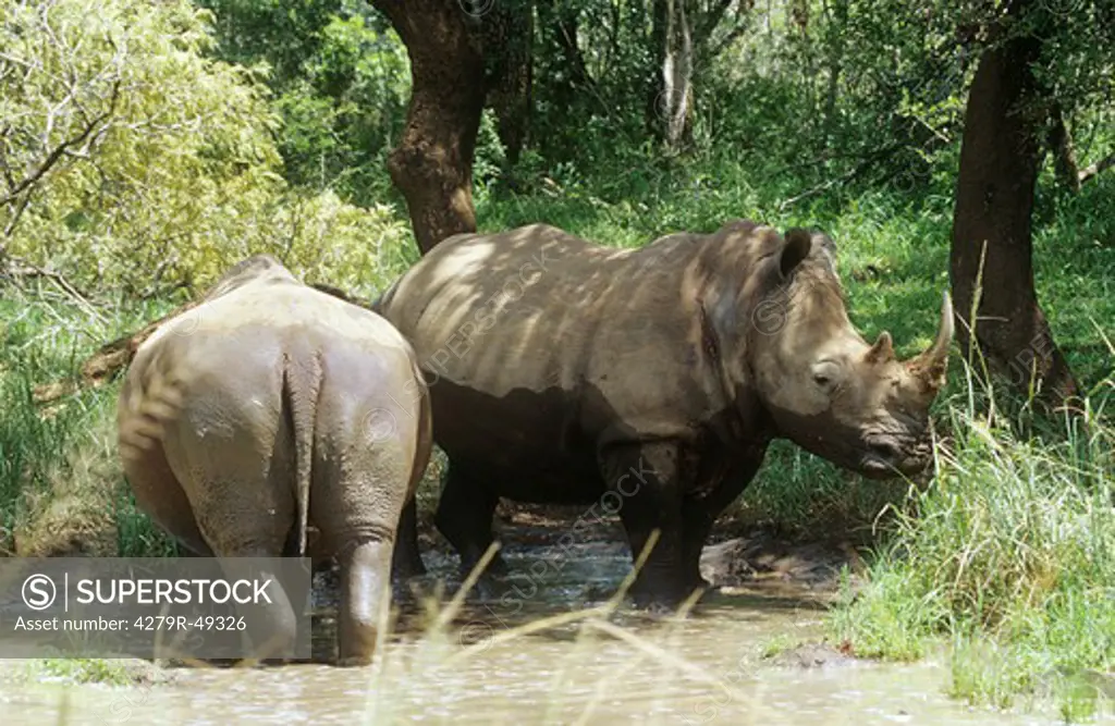 two square-lipped rhinoceroses in water , Ceratotherium simum