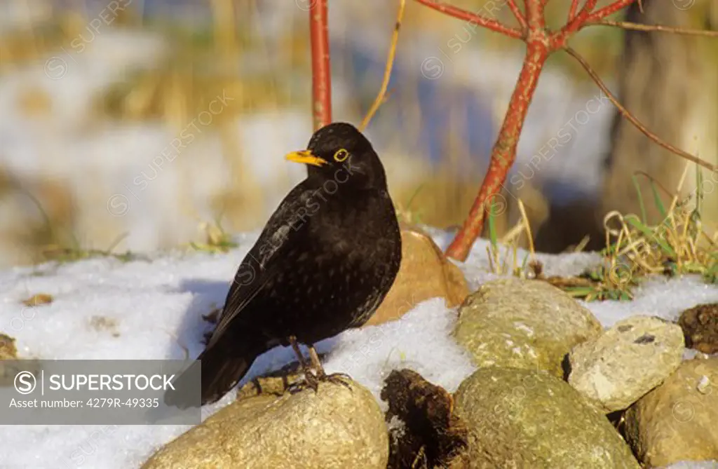 blackbird in snow , Turdus merula