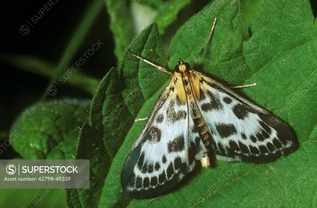 small magpie moth , Eurrhypara hortulata