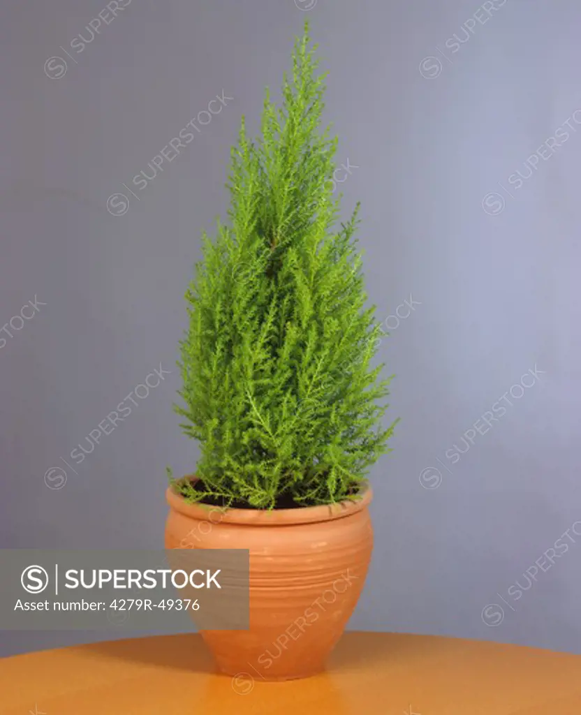 Monterey Cypress , Cupressus macrocarpa