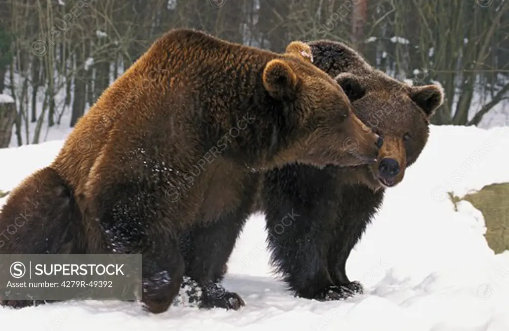 brown bears in snow , Ursus arctos