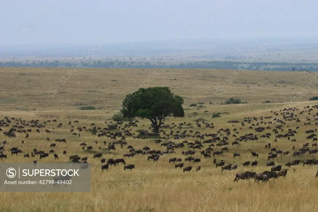 wildebeests - herd , Connochaetes