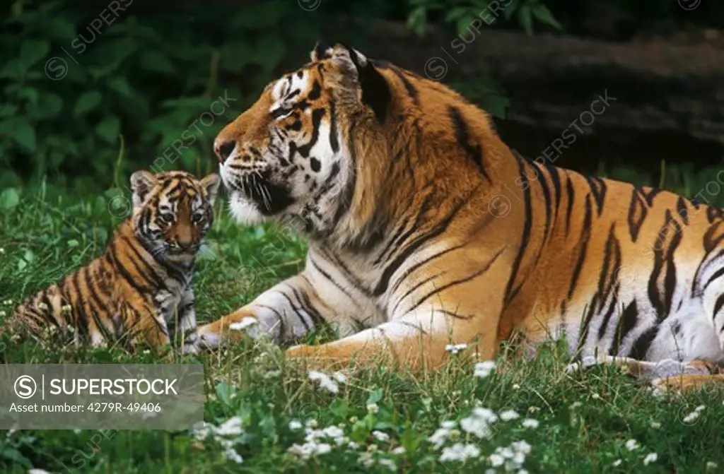 Siberian tiger with cub , Panthera tigris altaica