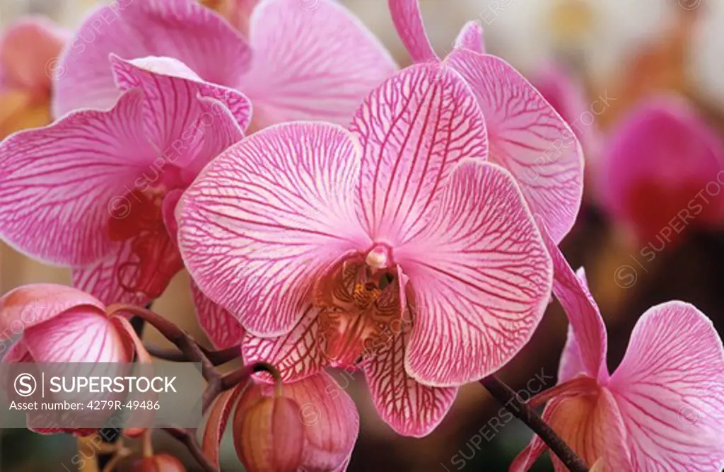 orchid - blossoms , Phalaenopsis