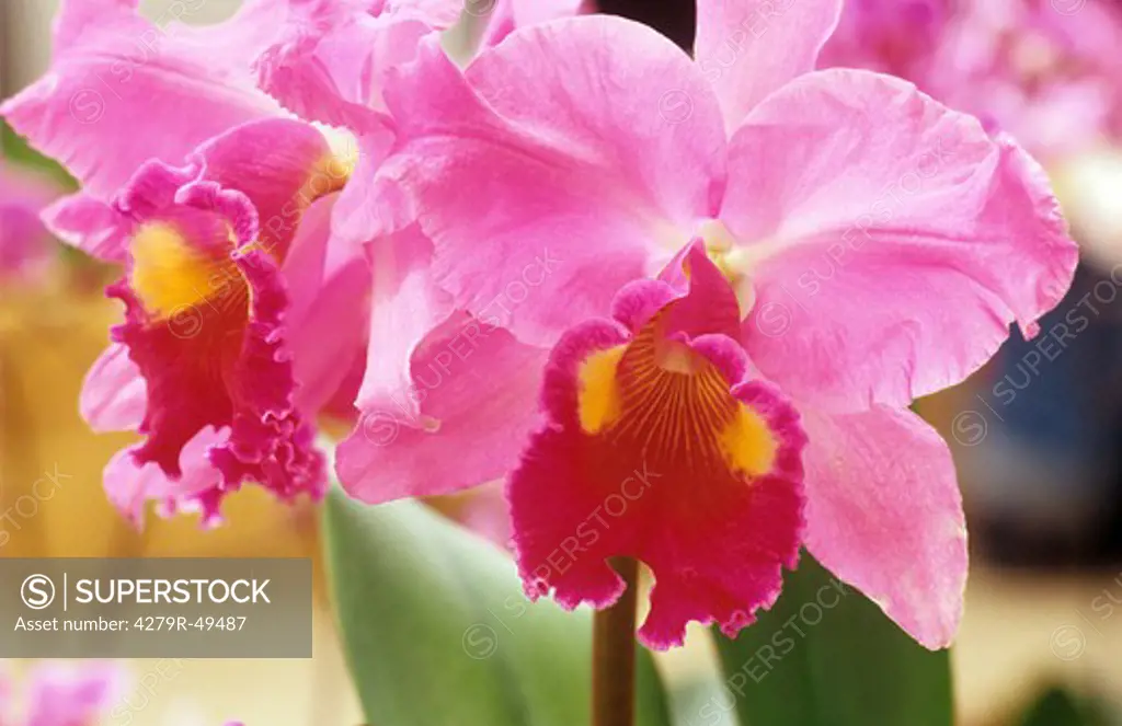 orchid - cattleya - blossoms