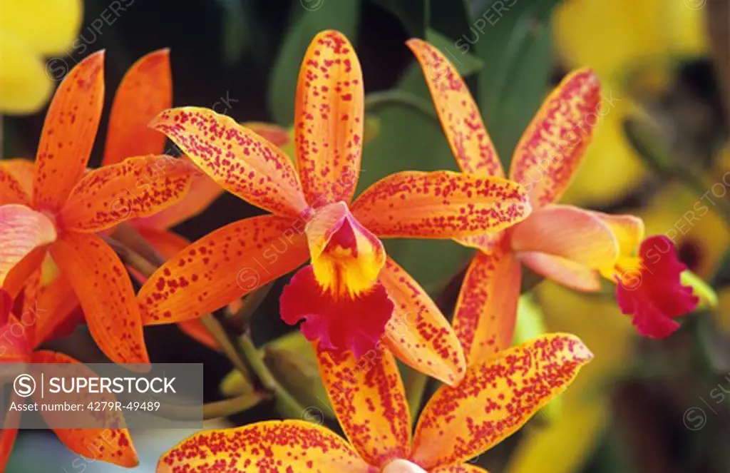 orchid - cattleya - blossoms