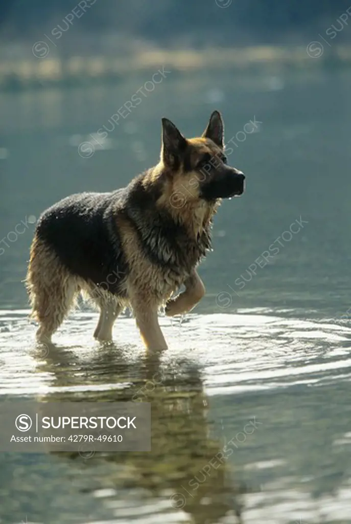 German Shepherd dog - standing in water