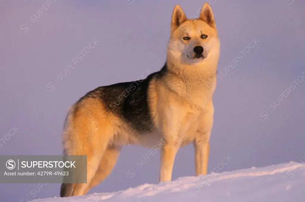 Sibirian Husky - standing in snow