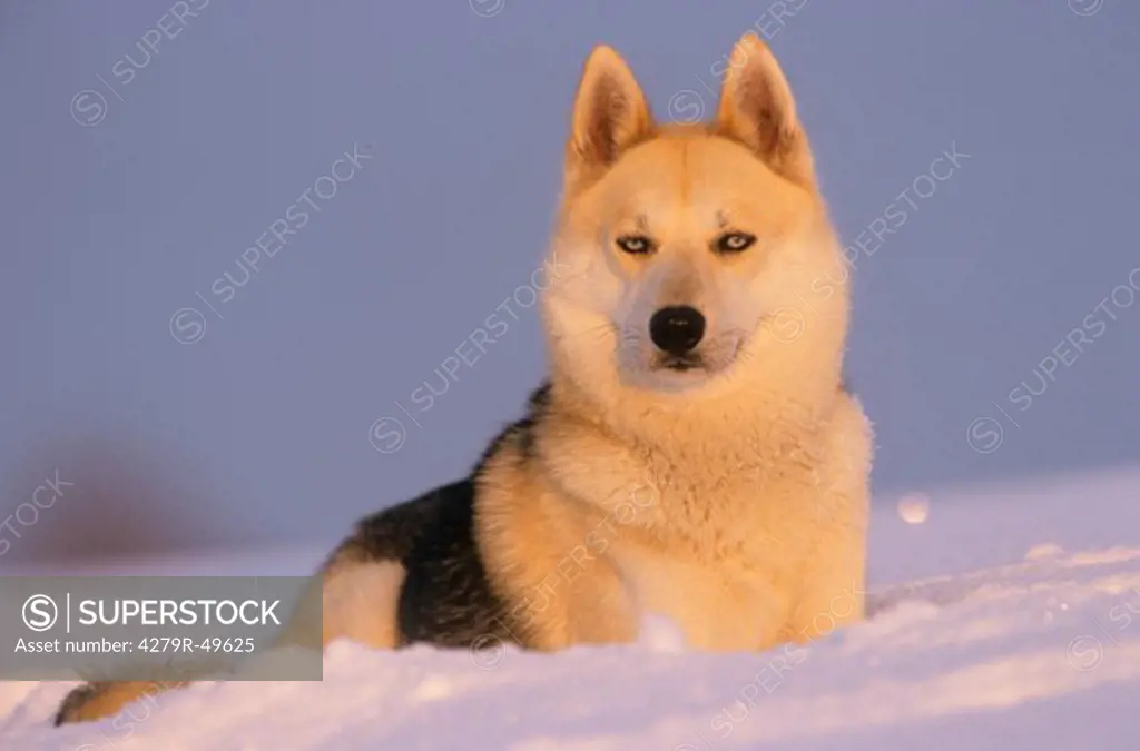 Sibirian Husky - in snow