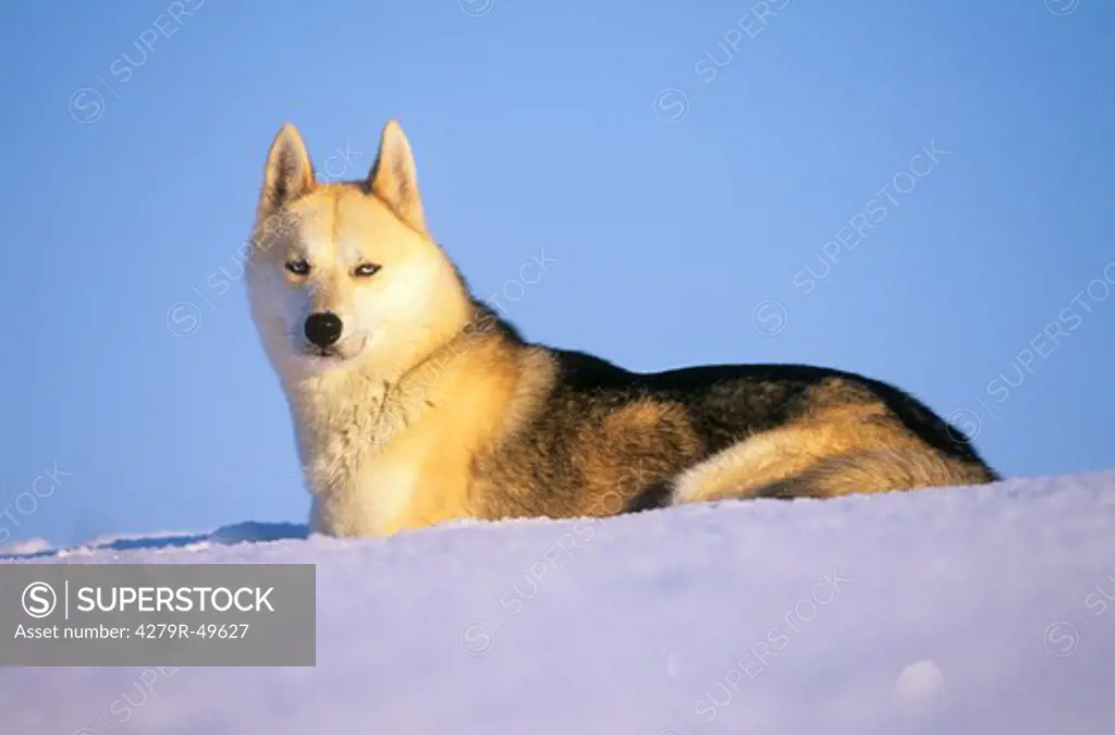 Sibirian Husky - in snow