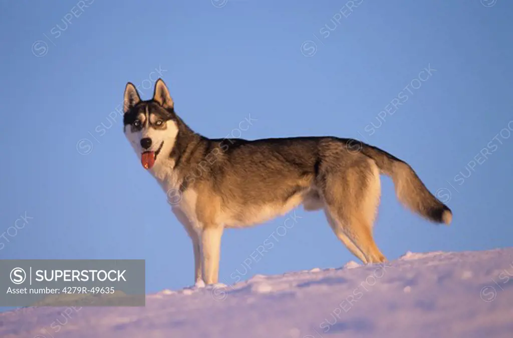 Sibirian Husky - standing in snow