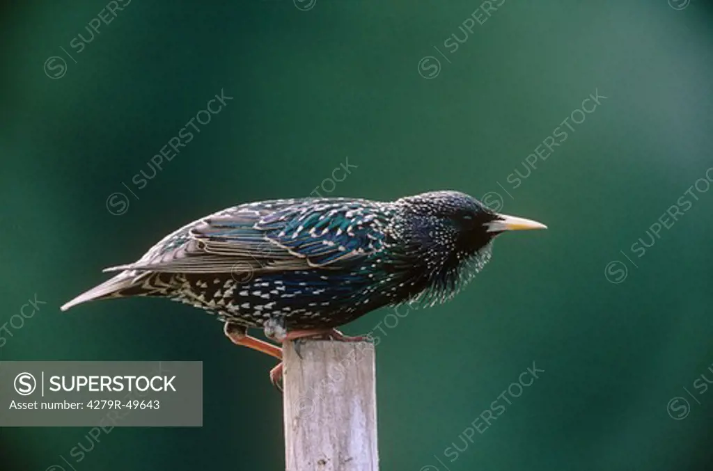 European Starling on pole , Sturnus vulgaris