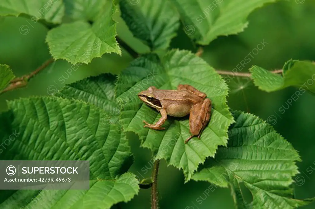 agile frog on leaf