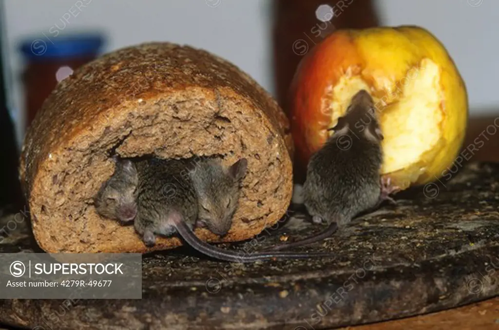 mice in bread and next to apple