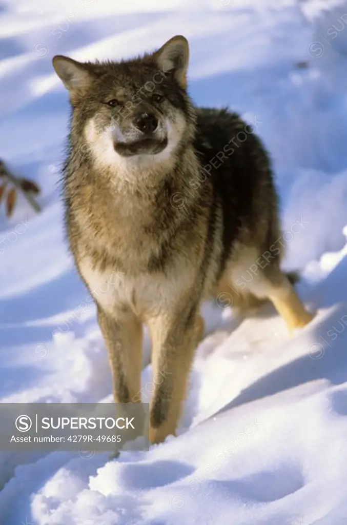 wolf in snow , Canis lupus
