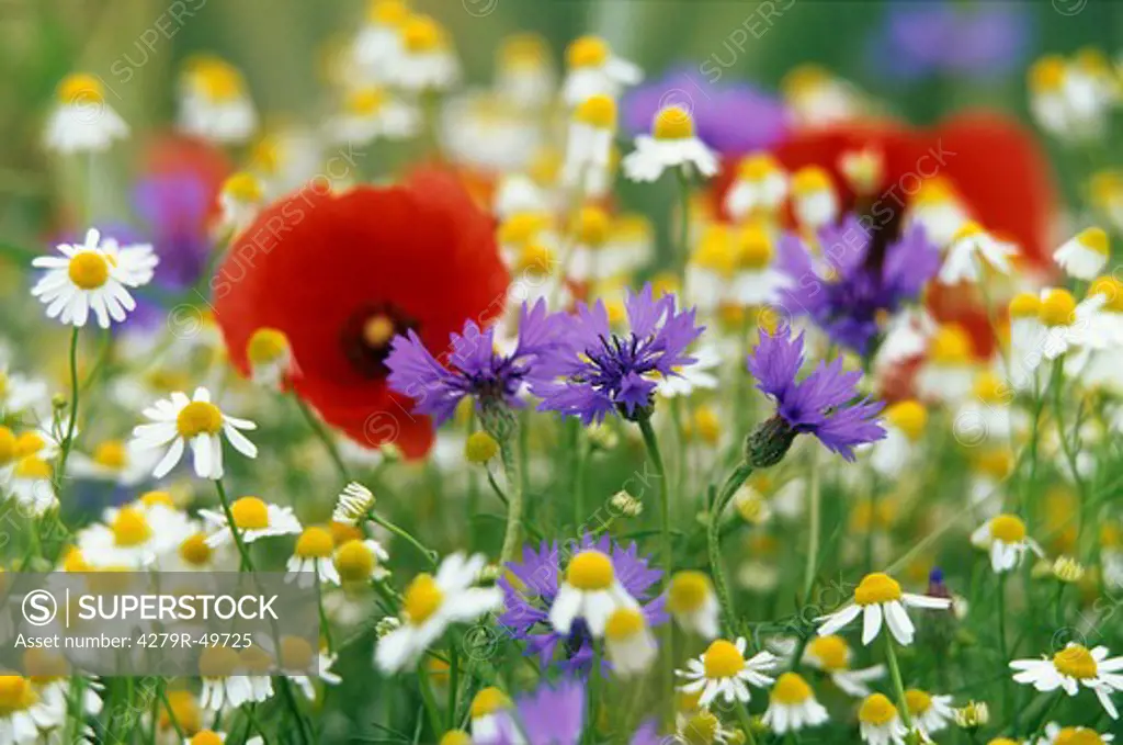 marguerites, poppies and cornflowers